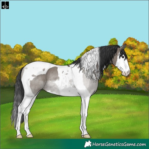 Horse Color:Grullo Splash Tobiano Rabicano