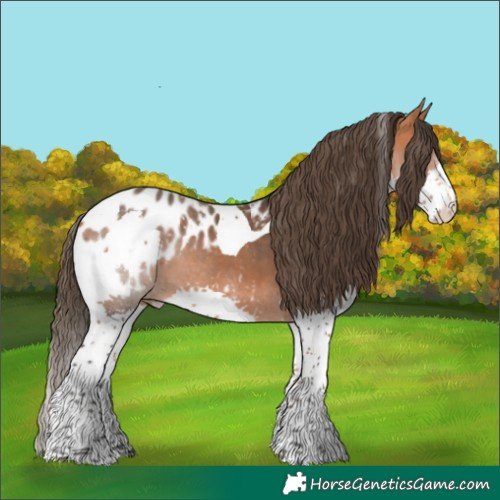 Horse Color:Bay Splash Tobiano Appaloosa 