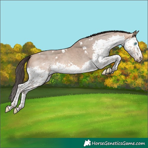 Horse Color:White Spotted Amber Champagne Splash