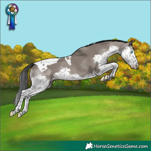 Horse Color:Grullo Splash Tobiano 