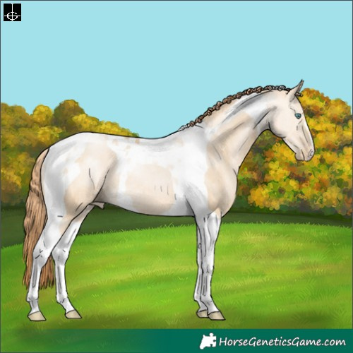 Horse Color:Smoky Grullo Pearl Tobiano Rabicano 