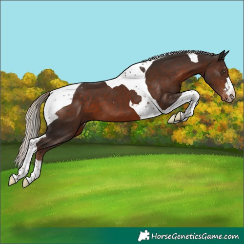 Horse Color:Liver Chestnut Tobiano Appaloosa