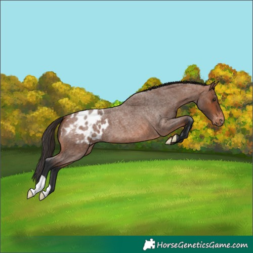 Horse Color:Bay Roan Appaloosa