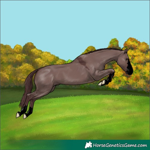 Horse Color:Void Chocolate Grullo 