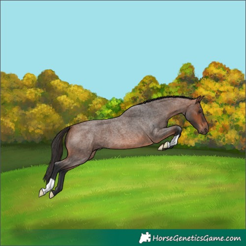 Horse Color:Bay Roan 