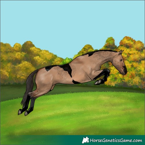 Horse Color:Void Bay Dun Tobiano 