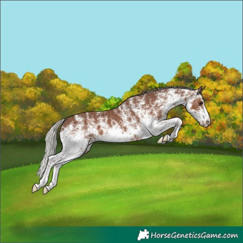 Horse Color:White Spotted Silver Black