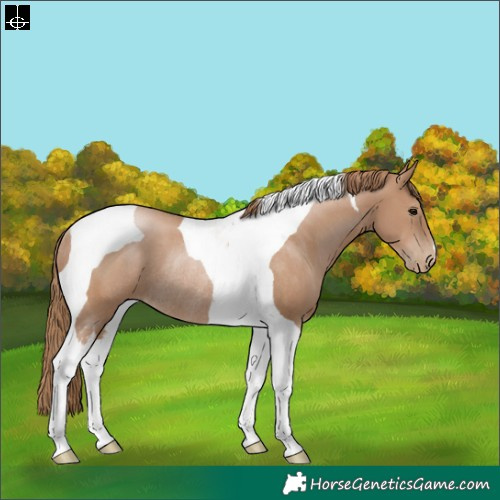 Horse Color:Black Pearl Tobiano Rabicano