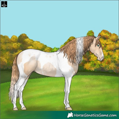 Horse Color:Smoky Black Pearl Tobiano Rabicano 