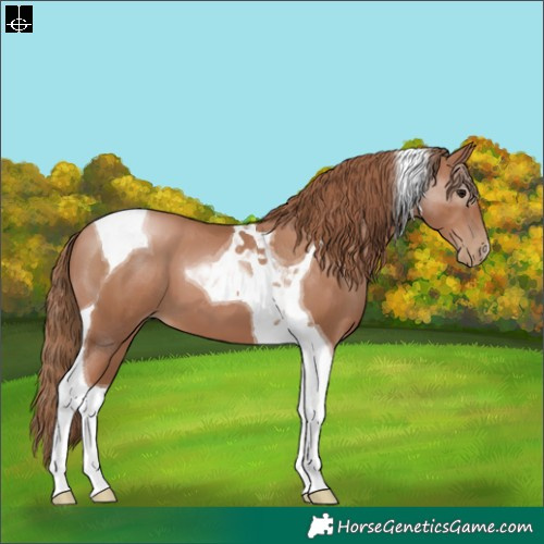 Horse Color:Black Pearl Tobiano