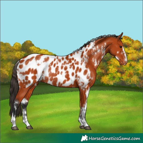 Horse Color:White Spotted Bay Appaloosa Rabicano 