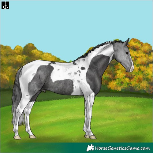 Horse Color:Black Tobiano Rabicano 