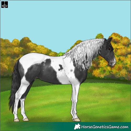 Horse Color:Black Tobiano Appaloosa