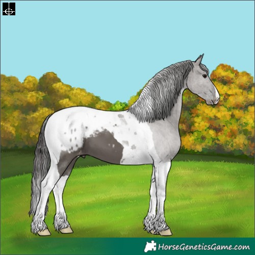 Horse Color:Grullo Tobiano Appaloosa