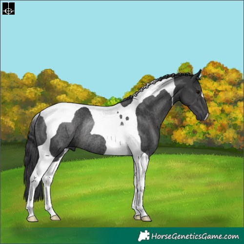Horse Color:Black Tobiano Rabicano 