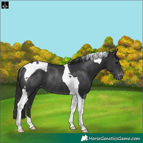 Horse Color:Black Tobiano Appaloosa Rabicano