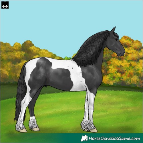 Horse Color:Black Tobiano