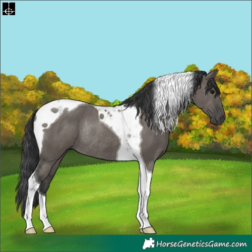 Horse Color:Grullo Tobiano Rabicano