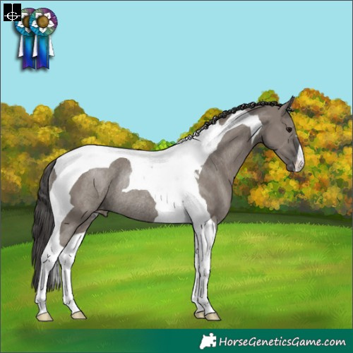 Horse Color:Grullo Tobiano Appaloosa Rabicano 
