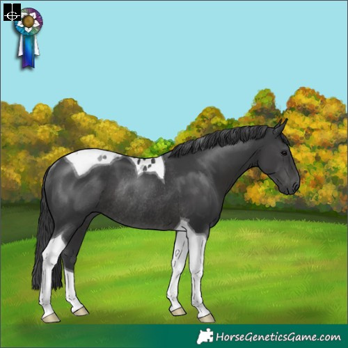 Horse Color:Black Tobiano Rabicano 