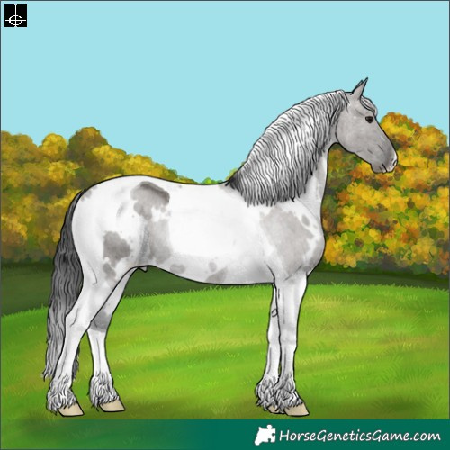 Horse Color:White Spotted Grullo Tobiano Rabicano 