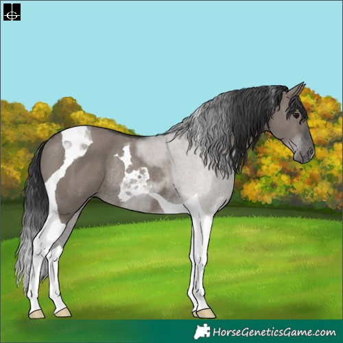 Horse Color:Grullo Tobiano Rabicano 