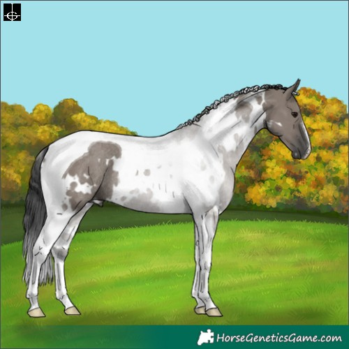 Horse Color:White Spotted Grullo Tobiano Rabicano 