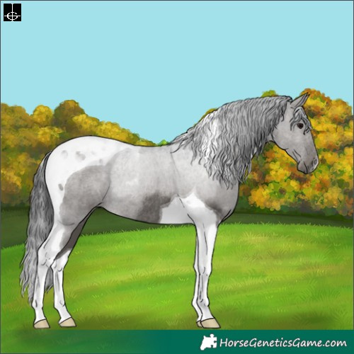 Horse Color:Black Tobiano Rabicano