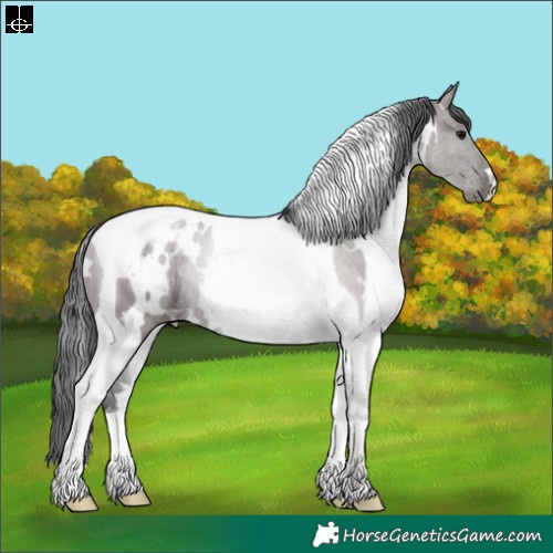 Horse Color:White Spotted Grullo Tobiano Rabicano 
