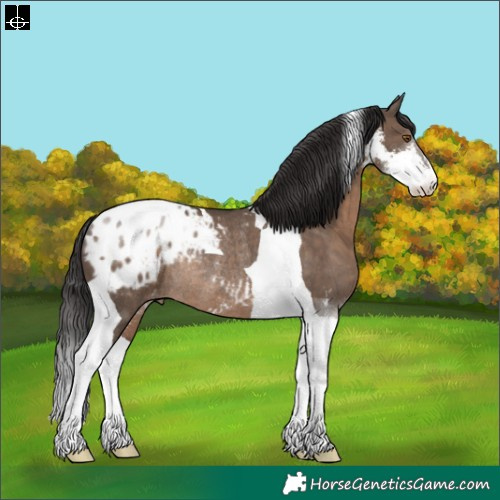 Horse Color:Brown Dun Sabino Tobiano Appaloosa Rabicano