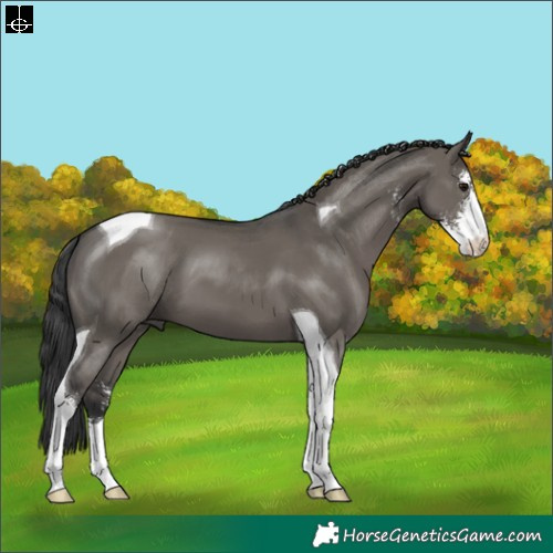 Horse Color:Grullo Sabino Tobiano 