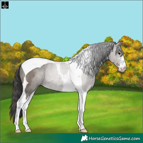 Horse Color:Grullo Sabino Tobiano Appaloosa