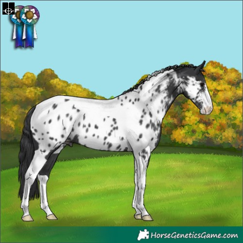 Horse Color:Black Sabino Tobiano Appaloosa Rabicano 
