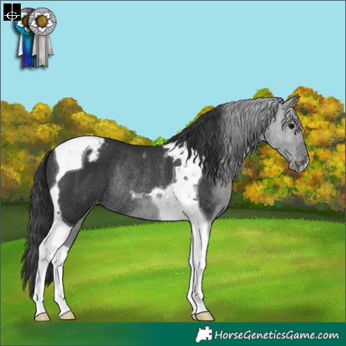 Horse Color:Black Tobiano Appaloosa Rabicano 