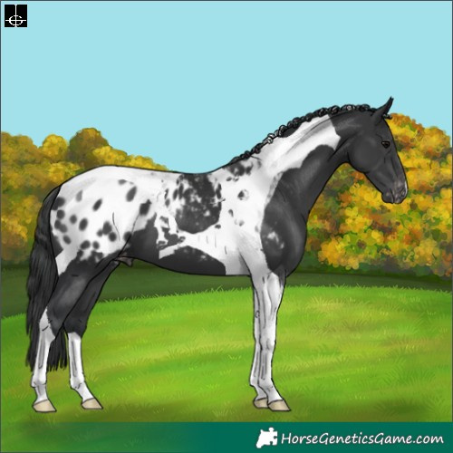 Horse Color:Black Tobiano Appaloosa