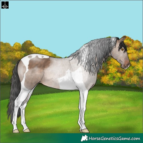 Horse Color:Brown Dun Tobiano
