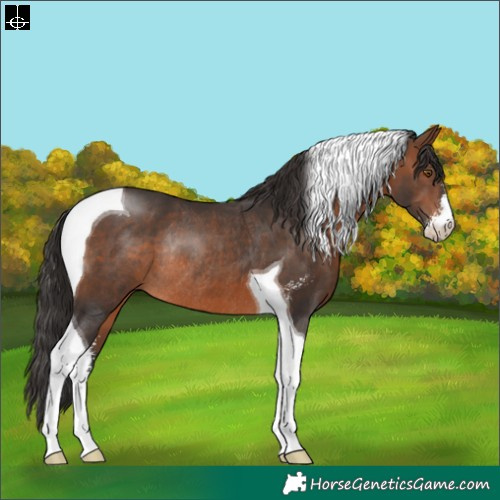 Horse Color:Brown Sabino Tobiano Rabicano