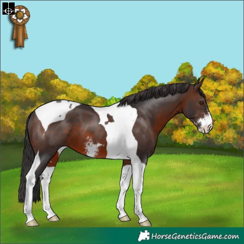 Horse Color:Brown Sabino Tobiano 