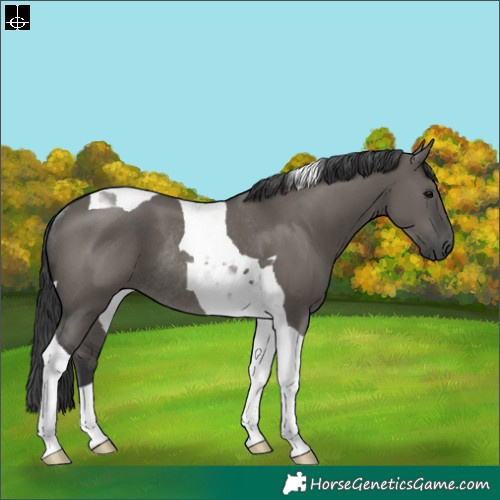 Horse Color:Grullo Tobiano Rabicano