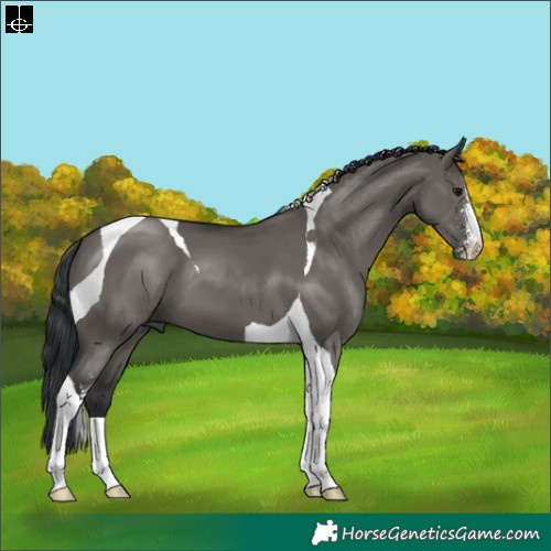 Horse Color:Grullo Sabino Tobiano