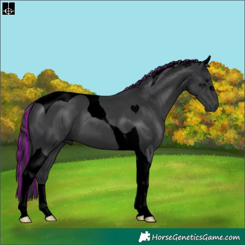 Horse Color:Void Painted Black Tobiano