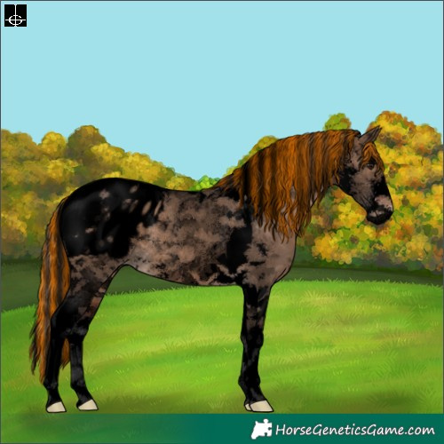 Horse Color:Void Painted Brown Dun Sabino Tobiano Appaloosa