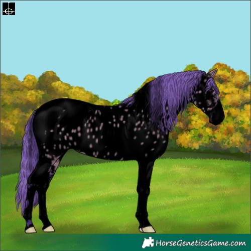 Horse Color:Void Watercolor Grullo Sabino Tobiano Appaloosa