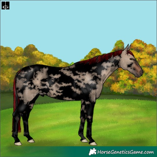 Horse Color:Void Painted White Spotted Brown Dun Tobiano 