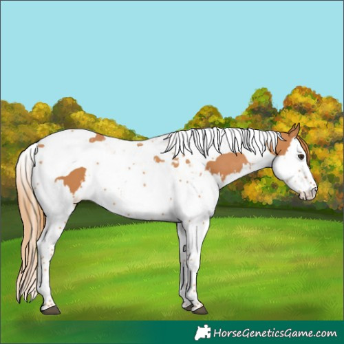 Horse Color:Chestnut Splash Tobiano  and Chestnut Splash Tobiano 