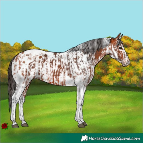 Horse Color:Bay Tobiano and Bay Splash Tobiano
