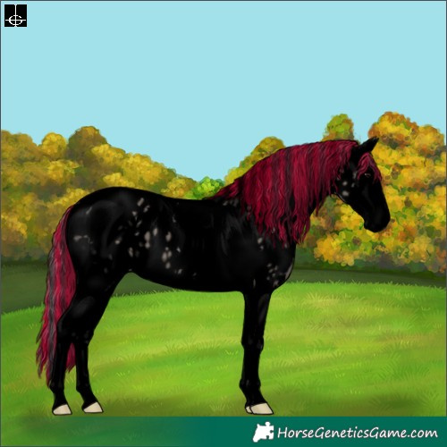 Horse Color:Void Painted Grullo Sabino Splash Tobiano Near Leopard 
