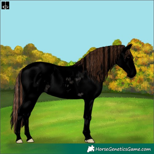 Horse Color:Void Painted Grullo Sabino Splash Tobiano Appaloosa