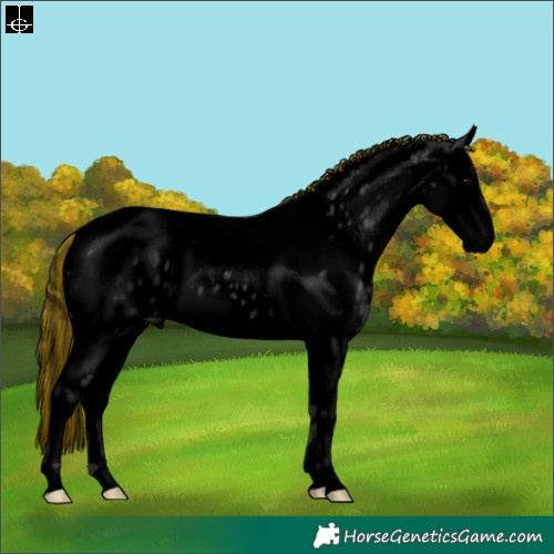 Horse Color:Void Painted Black Sabino Splash Tobiano Appaloosa