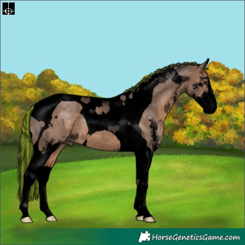 Horse Color:Void Painted Brown Dun Sabino Tobiano 